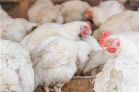 Bird flu near Lanark as Scotland stands alone without housing order