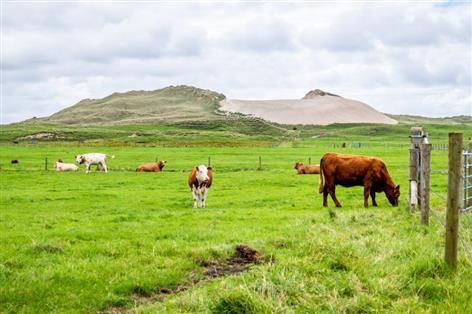 NI farmers warned to act as tougher BVD rules hit on 1 December