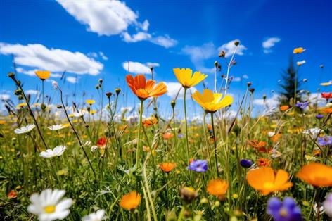 New directory cuts through green funding maze for farmers