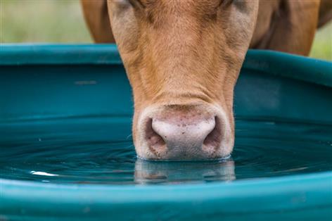Somerset dairy slashes mastitis by 37% after fixing borehole water issue