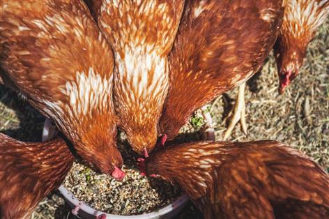 Organic producers face new feed restrictions under Defra shake-up