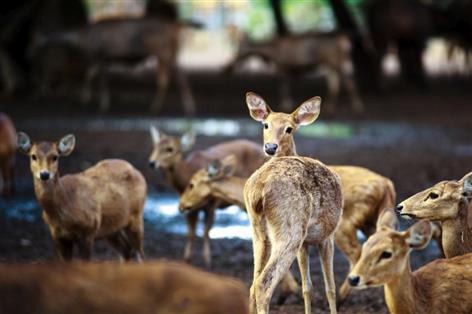 Safety fears grow as land managers challenge controversial deer plans