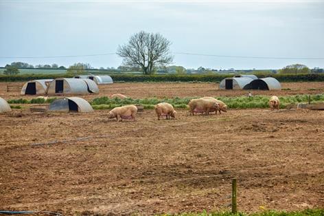 NPA accuses BBC of spreading 'inaccurate' claims on UK pig farming