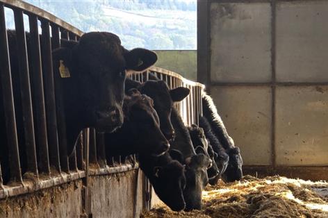 Forage tests urged as trace minerals plunge in 2025 silage