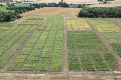 PGRO unveils 11 new pulse varieties for 2026 despite drought-hit trials