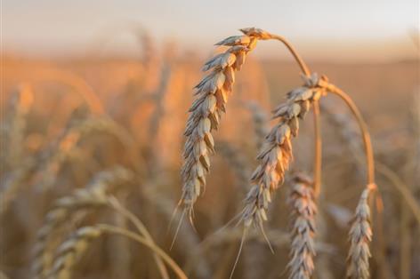 Post-emer approval boosts Proclus and Bandur in fight against blackgrass