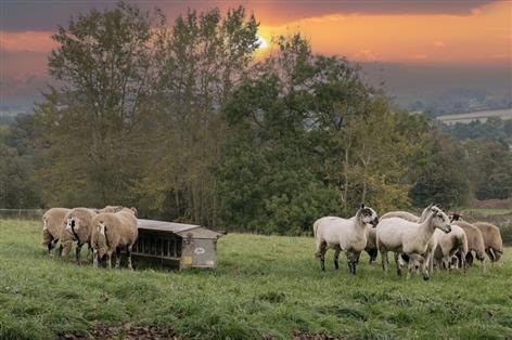 Winter deficiency warning as government data flags major risks for ewes