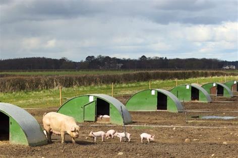 BBC pulls podcast clip after pig farming claim sparks complaint