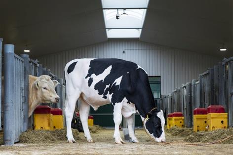UK-bred DeNovo Coyote P tops December Holstein genomic rankings