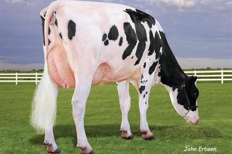 Butterfat boost and longevity keep Sheepster at No.1 in AHDB sire update