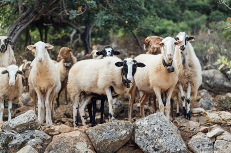 Mass cull of 400,000 sheep and goats as pox outbreak sweeps Greece