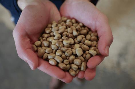 Frontier launches premium faba bean contract to boost grower returns