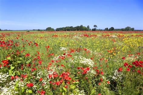 Over £400m paid to farmers as stewardship payments gather pace
