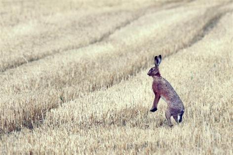Hare coursing offences jump 22% as police launch crackdown