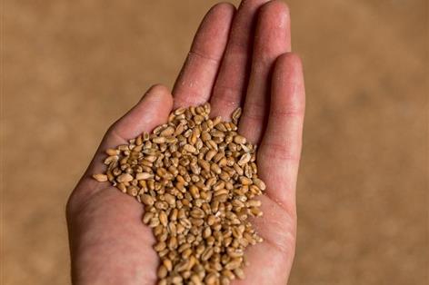 UK farmers urged to act fast as wheat oversupply keeps prices capped
