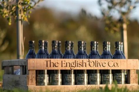 Lincolnshire farm breaks new ground with first English olive harvest