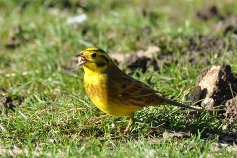 New digital platform set to boost Big Farmland Bird Count in 2026