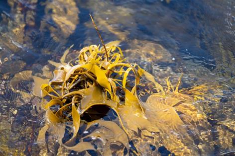 Red tape holding back UK’s £6bn seaweed farming opportunity