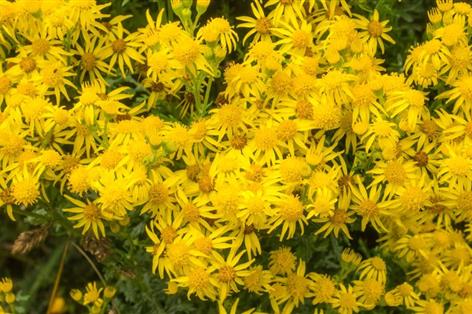 Farmers regain right to trigger ragwort enforcement