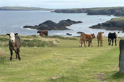 Cattle attacks on South West Coast Path lead to £5,000 fine for farmer