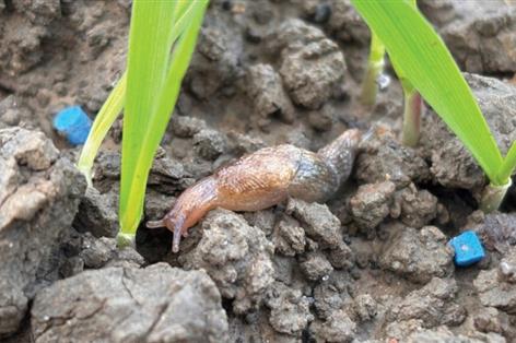 New iron-based slug pellet promises faster feeding stop for UK growers