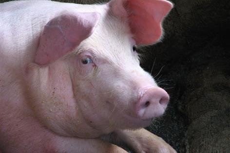 Cages and crates targeted in sweeping farm welfare reforms