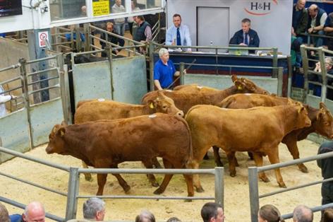 Tight supplies keep livestock prices strong as sector looks to 2026