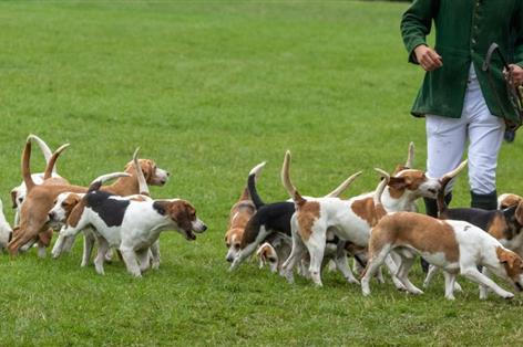 Trail hunting ban dismissed as 'virtue signalling' in animal welfare backlash