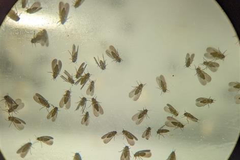 Parasitic wasps remain effective against crop pests, new research finds