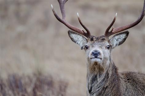UK reindeer farmers face zoo licensing threat as MPs debate new bill