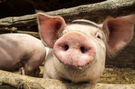 UK pig breeding herd hits new low as Defra figures questioned