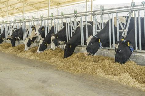 Cutting-edge dairy technologies vie for top Royal award