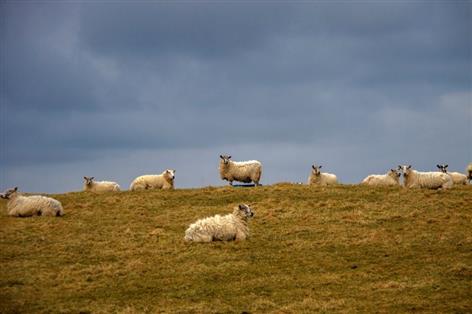 Scottish sheep farmers warn national flock is shrinking