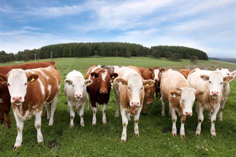 Green Alliance report raises questions over livestock farm profitability