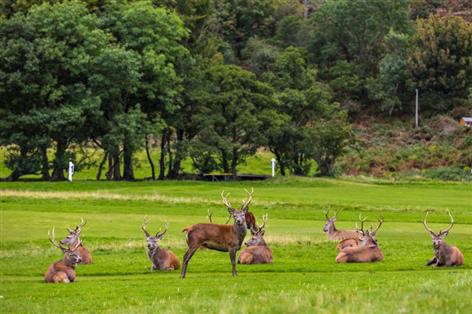Rural backlash as Holyrood ends rates relief for shoots and deer forests