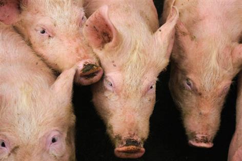 Return of pig and poultry protein to feed put on hold pending SPS deal