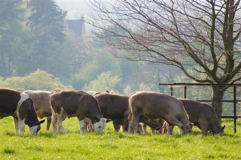 Methane-reducing feed additives under food safety spotlight, says FAO