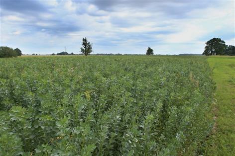 UK needs 1.6m tonnes of beans to cut reliance on imported soya, report says