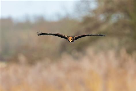 Gamekeeper pleads guilty in England's first Hen Harrier persecution case