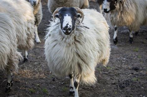 Low vaccine uptake leaves UK sheep flocks exposed to abortion risk