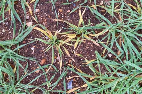 Survey suggests wheat dwarf virus more widespread in UK cereals