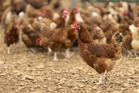 Biosecurity in focus as avian influenza cases exceed last season's total