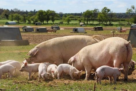 AHDB adds first-ever summer TV push to British pork campaign
