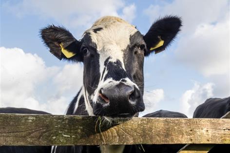 Antibiotic use on dairy farms falls as new industry targets already met