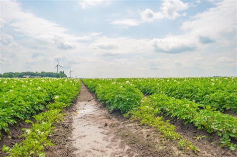 Emergency bid to keep mancozeb fails, GB Potatoes confirms