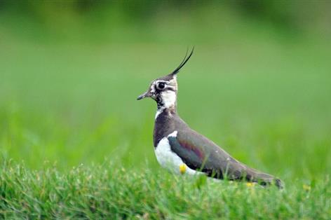 Half an hour could help UK bird conservation as farmland count starts