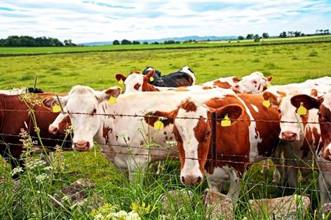 Defra-backed trials aim to halve synthetic nitrogen use on dairy farms