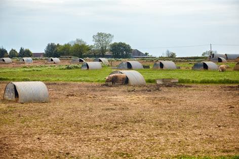 Questions for border controls as ASF-infected meat products reach UK market