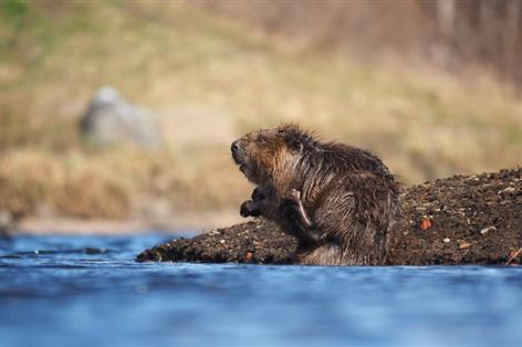 Two new beaver release licences granted in South West England