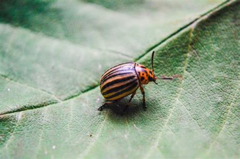 Warmer UK climate raises risk of new crop pests, Met Office warns